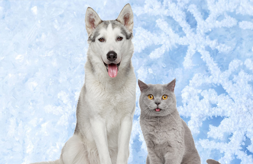 Comment protéger son animal du froid ? Comment protéger son animal du froid ?